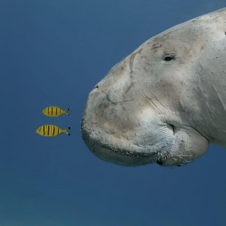 Fotografia Dzikiej Przyrody - wystawa plenerowa - zwierzęta morskie