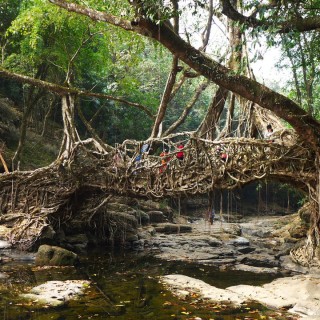 Indie - żywy most spleciony z korzeni drzew