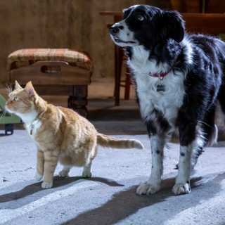 Psy i koty 3: Łapa w łapę