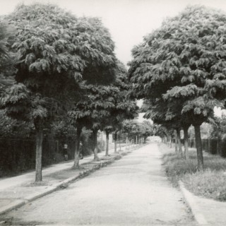 Krajobraz - Ulica Akacjowa 1937-1938r. Budując Mościce w nurcie miasta- ogrodu, wzdłuż ulic sadzono szpalery drzew. Od gatunków nasadzeń ulice wzięły swoje nazwy. Z archiwum Leokadii Paligi.
